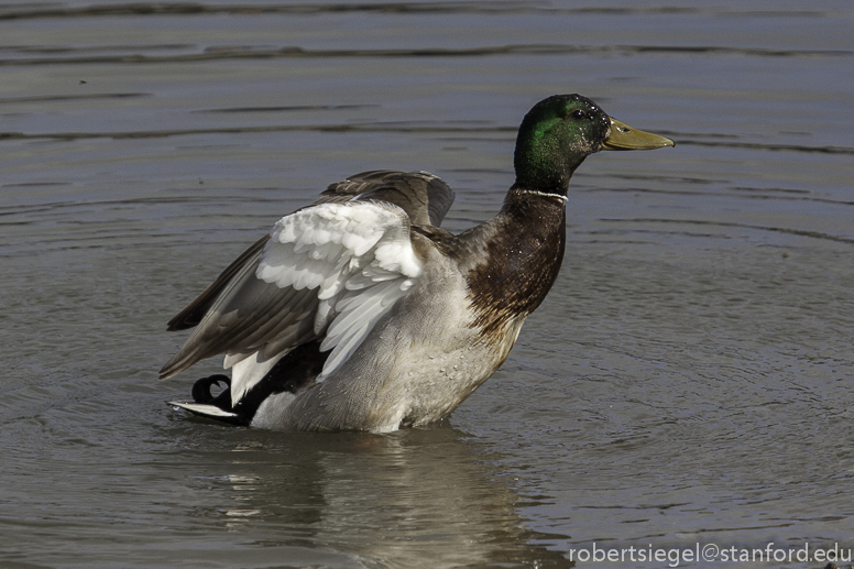 mallard